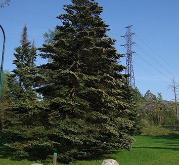 Abies veitchii 4 form