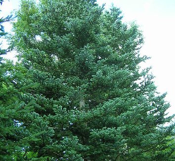 Abies veitchii 3 form
