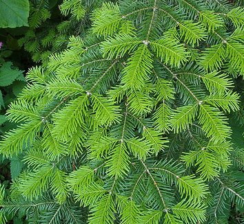 Abies veitchii 2