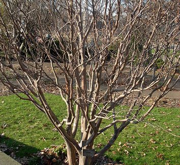 Stewartia pseudocamellia 5 form