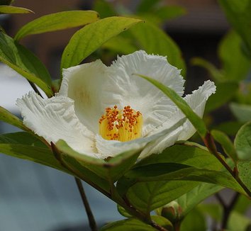 Stewartia pseudocamellia 2 flower