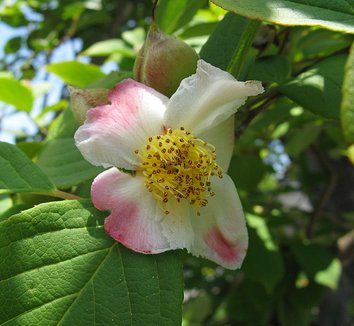 Stewartia pseudocamellia 3 flower
