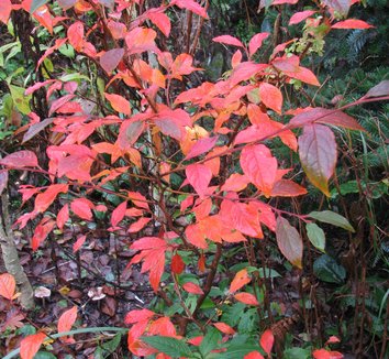Stewartia pseudocamellia 17 form