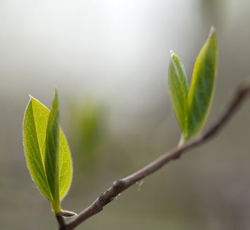 Stewartia pseudocamellia 20