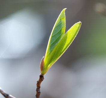 Stewartia pseudocamellia 21