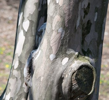 Stewartia pseudocamellia 24 bark