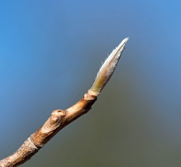 Stewartia pseudocamellia 25