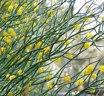 Acacia aphylla 1 flower, form