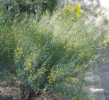 Acacia aphylla 3 flower, form