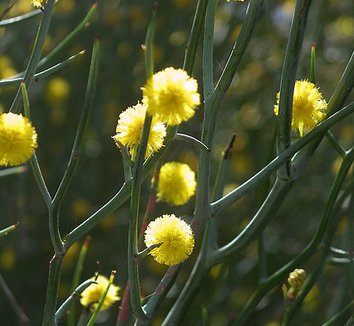 Acacia aphylla 2 flower