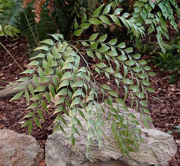Bowenia serrulata Byfield Fern plant lust
