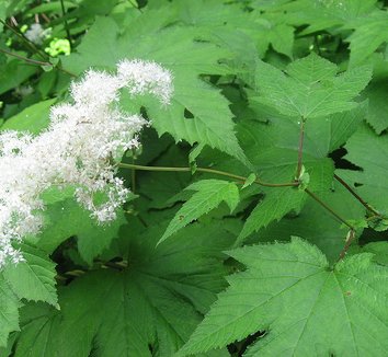 Filipendula camschatica 3 flower