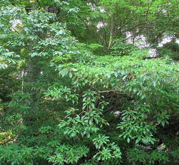 Trochodendron aralioides 14