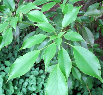 Trochodendron aralioides 15