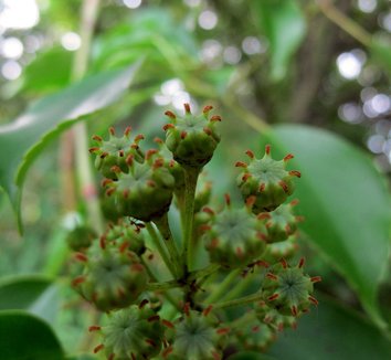 Trochodendron aralioides 16