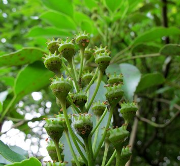 Trochodendron aralioides 17