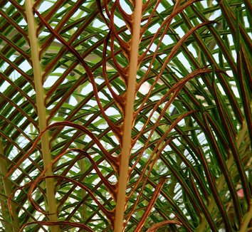 Blechnum gibbum 8