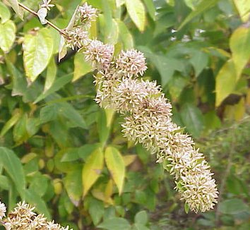 Abelia chinensis 10 flower