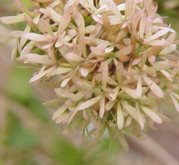 Abelia chinensis 8 flower