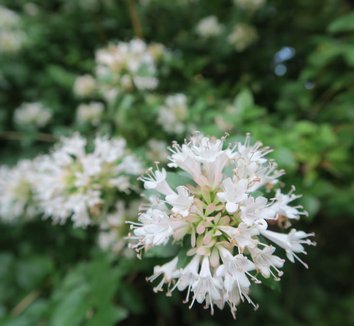 Abelia chinensis 12 flower