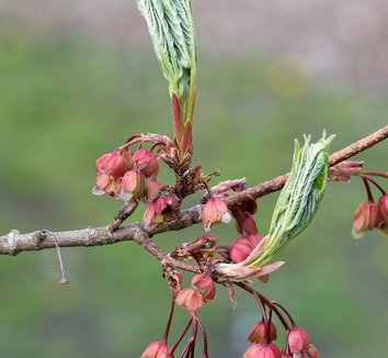 Acer diabolicum 8 flower