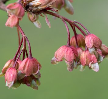 Acer diabolicum 7 flower