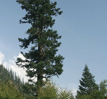 Abies fargesii 1 form