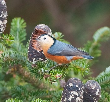 Abies fargesii 3 cone, wildlife