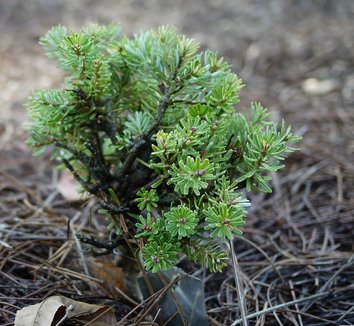 Abies koreana 'Silberzwerg' 1