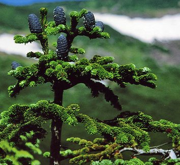 Abies mariesii 1 cones