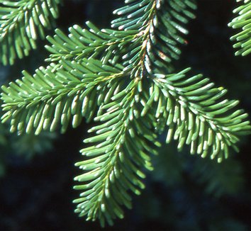 Abies mariesii 3 needles