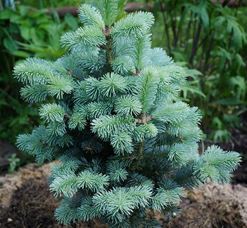 Abies veitchii 'Glauca' 1 form
