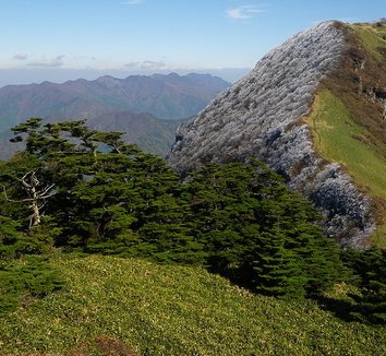 Abies veitchii var. sikokiana 1 form