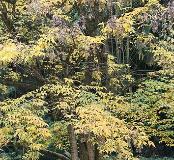Acer henryi 1 form