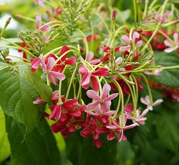 Combretum indicum 2 flower