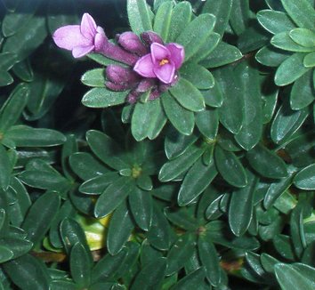 Daphne x rollsdorfii 'Wilhelm Schacht' 1 flower