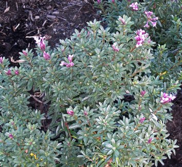 Daphne x rollsdorfii 'Wilhelm Schacht' 6 flower