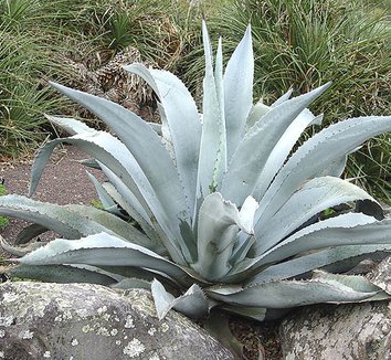 Agave scabra Agave asperrima Agave caeciliana Rough Agave plant lust