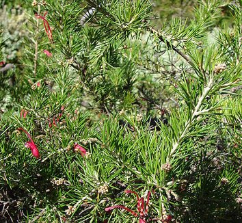 Grevillea rosmarinifolia 9
