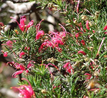 Grevillea rosmarinifolia 8 flower
