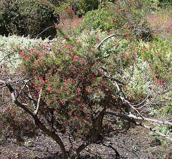 Grevillea rosmarinifolia 6 form