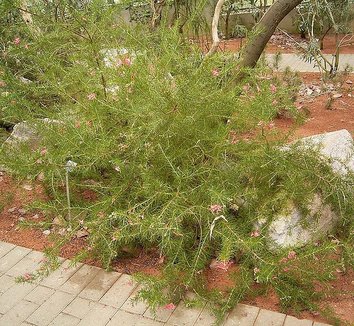Grevillea rosmarinifolia 1