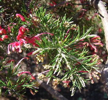 Grevillea rosmarinifolia 5 flower