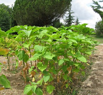 Polygonum orientale 9 form