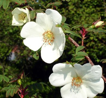 Rosa sericea ssp. omeiensis f. pteracantha 22 flower