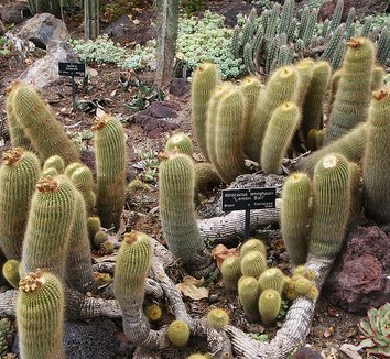 Parodia leninghausii 2 form