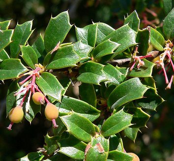 Berberis darwinii 3