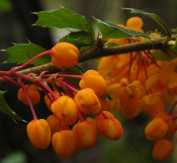 Berberis darwinii 8 flower