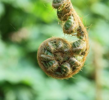 Polystichum setiferum 'Pulcherrimum Bevis' 5
