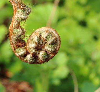 Polystichum setiferum 'Pulcherrimum Bevis' 1